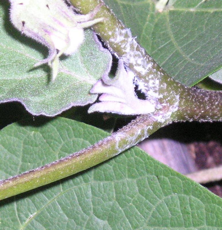 eggplant - Fuzzy Bug on Eggplant Question Powderysubstanceoneggplantcropped_zpsf93b05a8