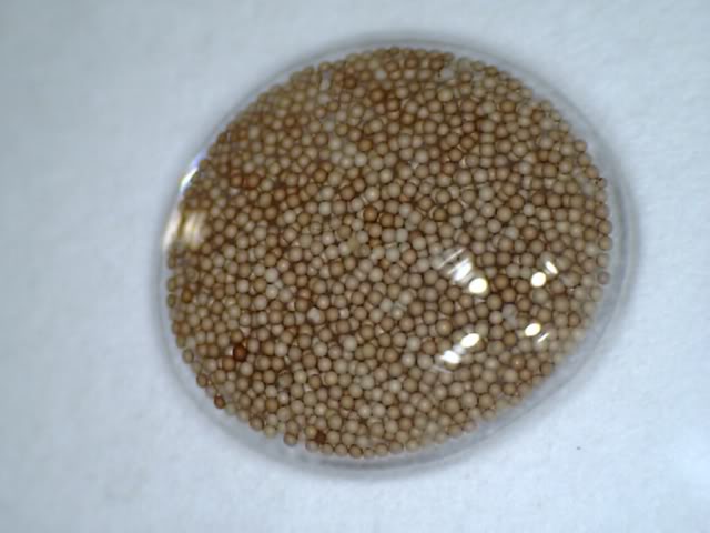 De-Capsulating Brineshrimp Eggs 0904041318114575140