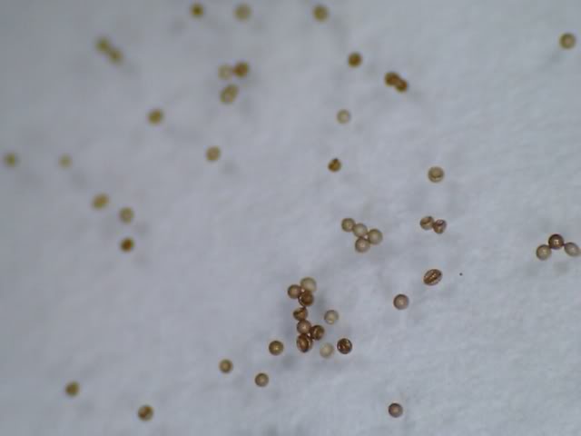 De-Capsulating Brineshrimp Eggs UHBSeggs