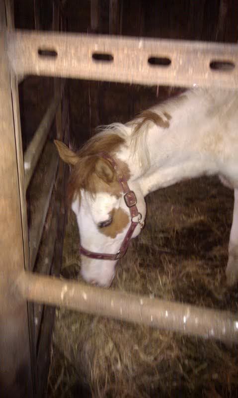 Well my colt is now a gelding Acedozyaftercastration