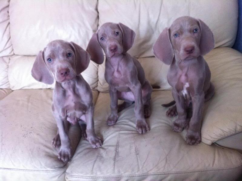 weimeraner pups, time to leave home! Aaaaaaaaaaaaaaa7