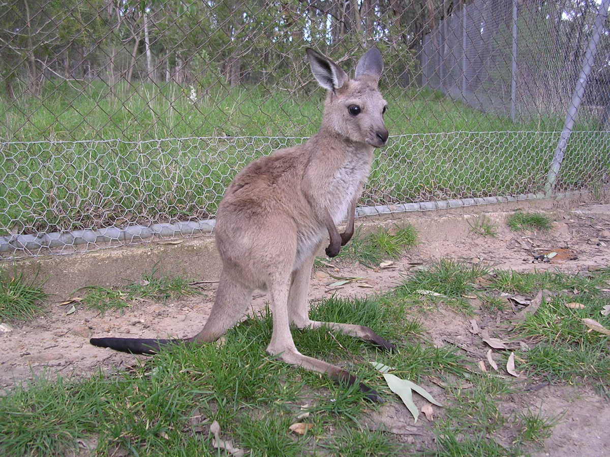 Cute Animal Tournament Round 1.19: Wombat v Kangaroo DSCN0828