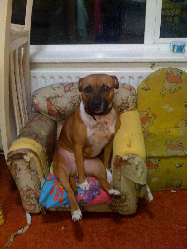 This is my dog Deefa sitting on her arm chair Deefasit