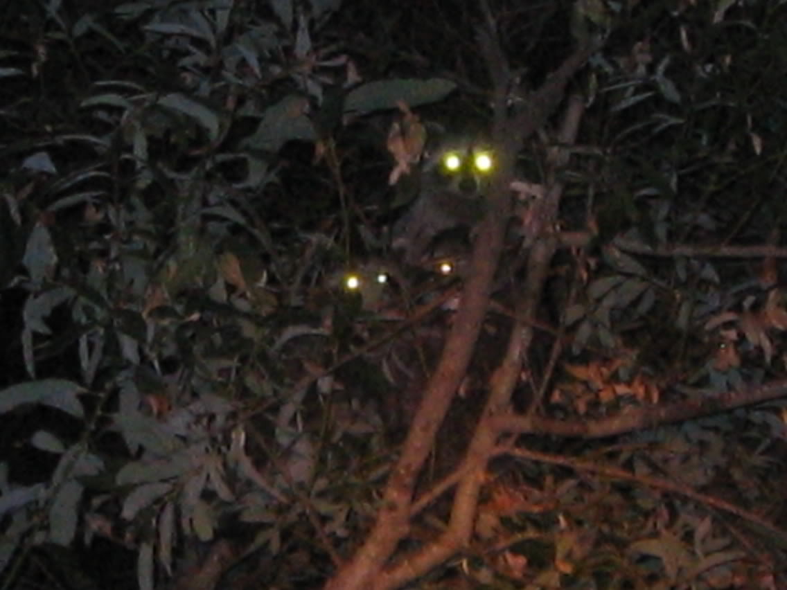 Rebel Pride Magnum, Rebel Pride Mrs Beasly, and Rebel Pride Bocephus on a few coon hunts Heres3Lookinatcha