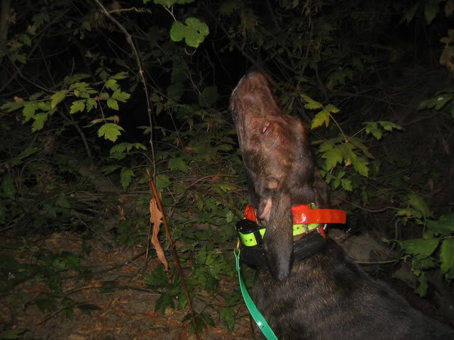 Rebel Pride Magnum, Rebel Pride Mrs Beasly, and Rebel Pride Bocephus on a few coon hunts IMG_0160