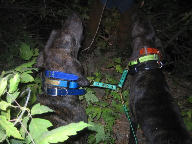 Rebel Pride Magnum, Rebel Pride Mrs Beasly, and Rebel Pride Bocephus on a few coon hunts IMG_0161