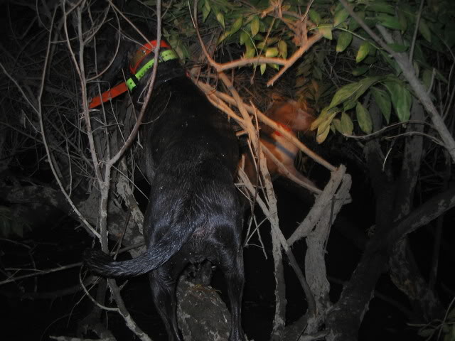 Rebel Pride Magnum, Rebel Pride Mrs Beasly, and Rebel Pride Bocephus on a few coon hunts IMG_0170