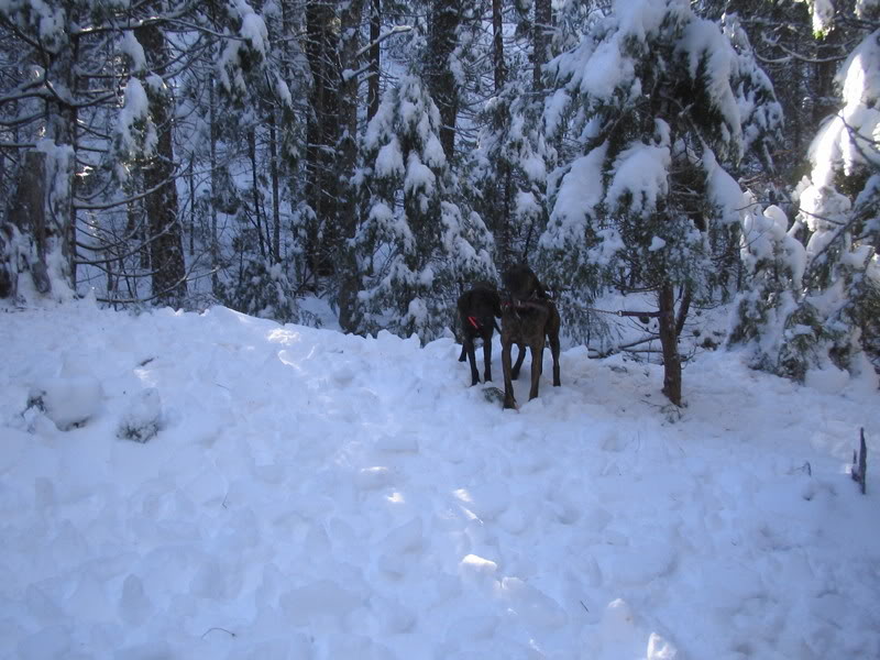 Bear hunting Plotts..What you Hunt? IMG_0803