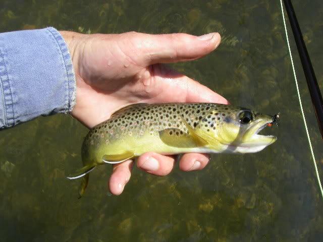 Smith River Fishing & River Clean Up  3-19-11 IMGP5090