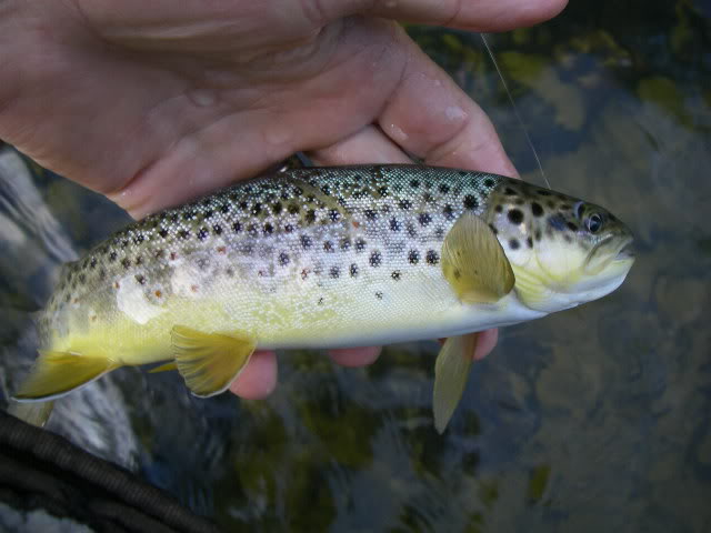 Good cheer & good fishing @ Smith River 17-19 June 11 IMGP5652