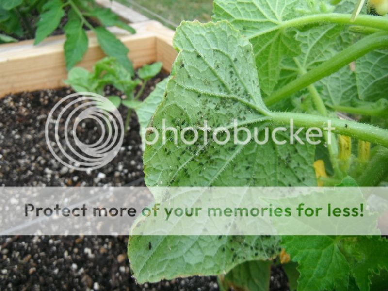 What is living on my cuke leaves??? Picture012