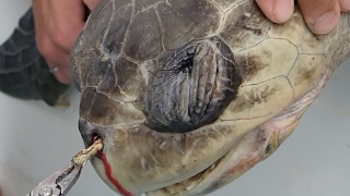 Gần như đã khóc !!! Xem cảnh cứu chú rùa bị ống hút nhựa kẹt trong mũi Mqdefault