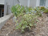 Brunnera macrophylla Th_brunneramyosotis