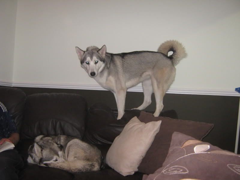 Anyone else's husky think he's a cat? - Page 2 20090721_17