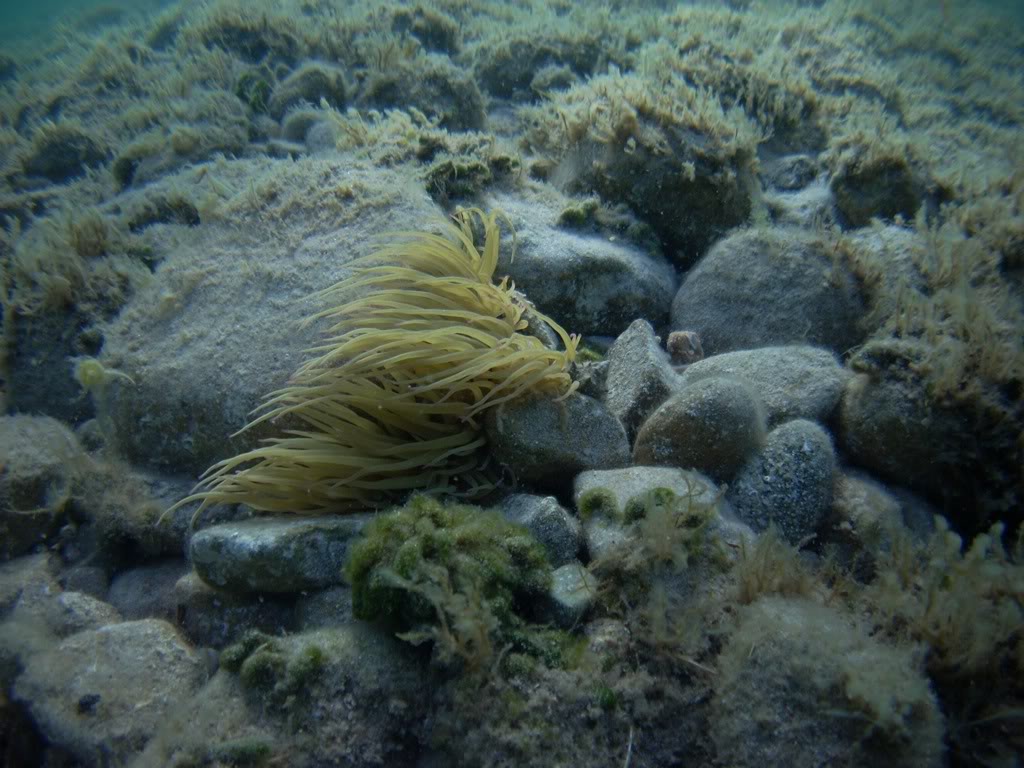 Le "snorkeling" ou PMT ? PICT3782