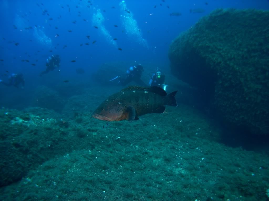 [CR] Plongées en Corse - 4ème partie PICT3863