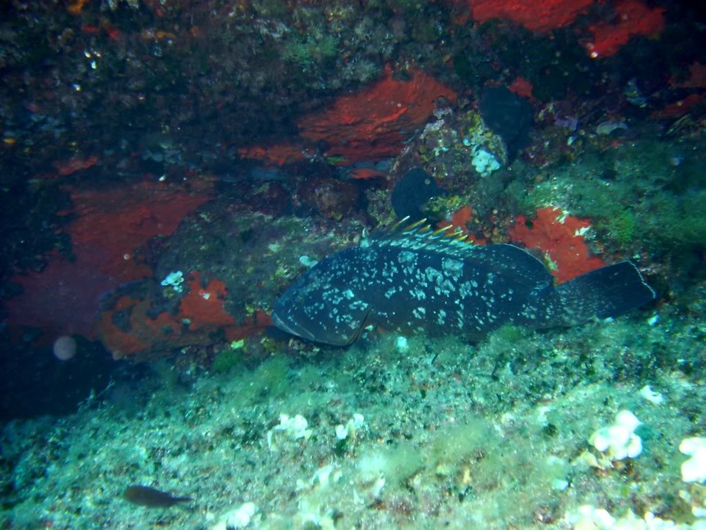 Le Grand Bleu Corse PICT4038