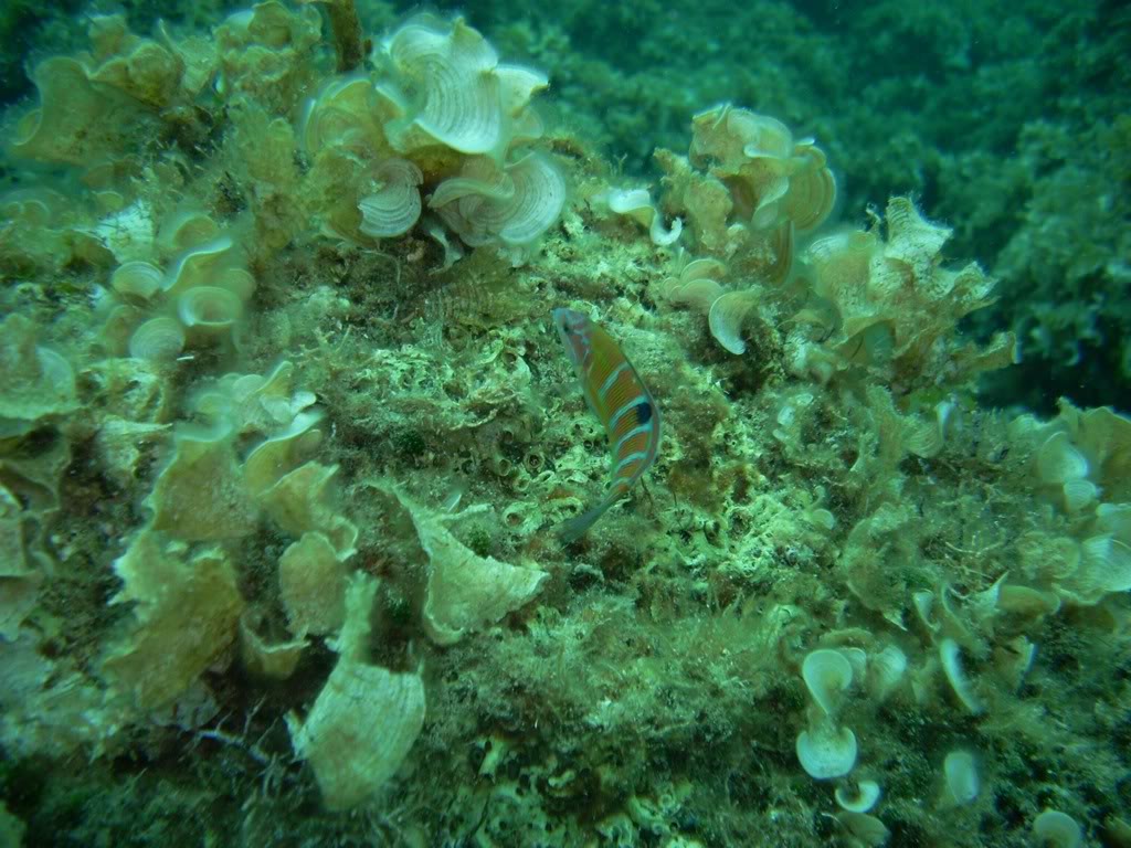 Le "snorkeling" ou PMT ? PICT4101