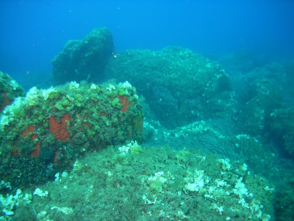 [CR] Plongée en Corse - 7ème et dernière partie PICT4130