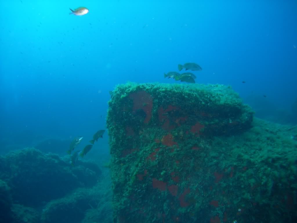 [CR] Plongée en Corse - 7ème et dernière partie PICT4138