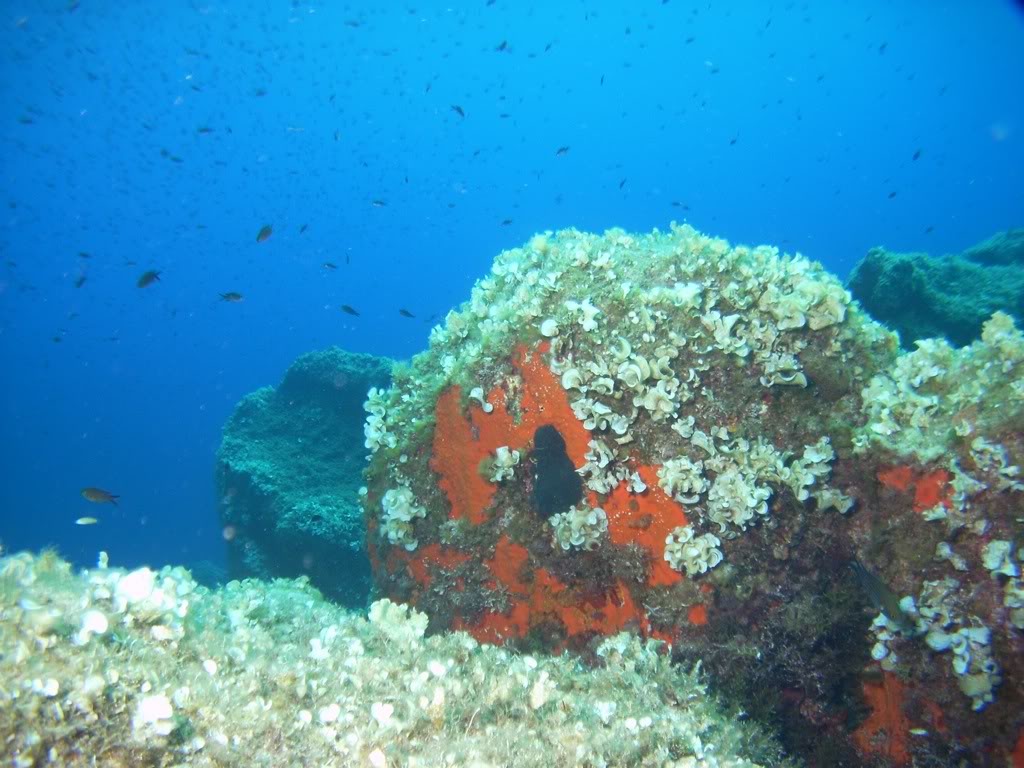 [CR] Plongée en Corse - 7ème et dernière partie PICT4161