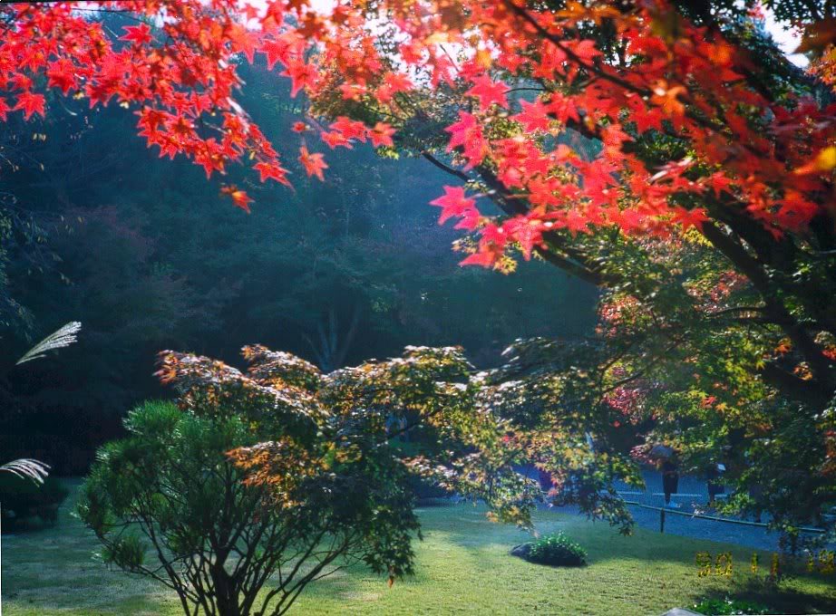 Nipon! KyotoArashiyama