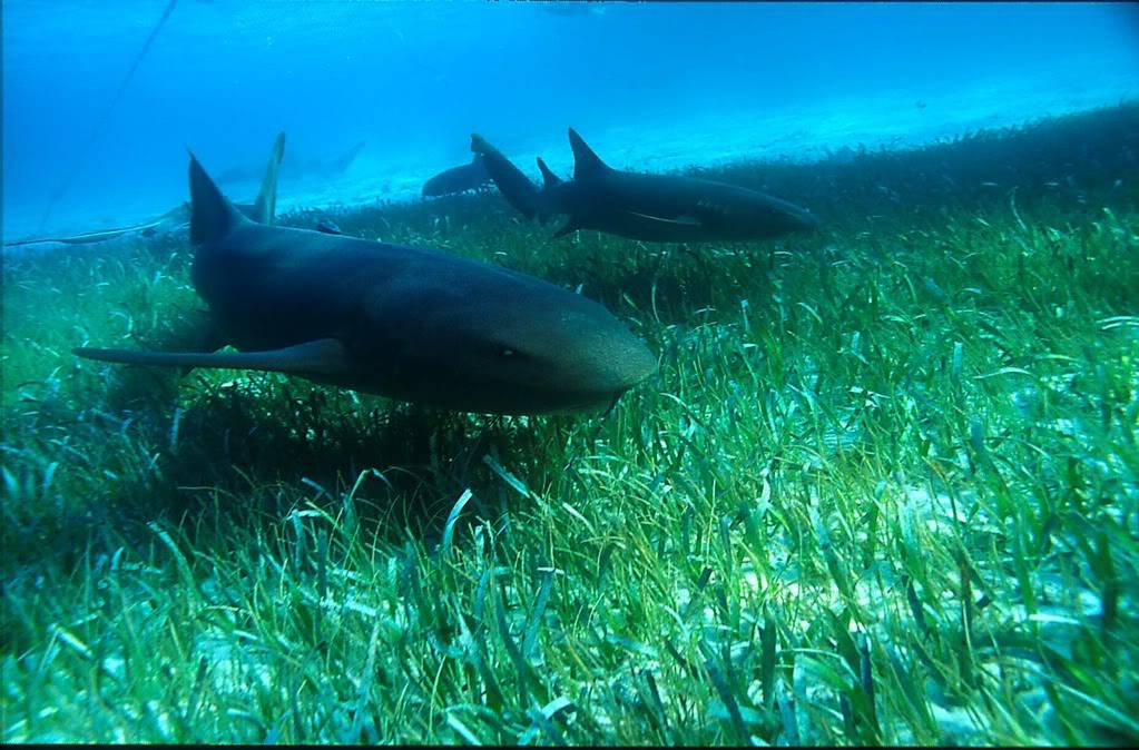 La photo du soir du Samedi 6/10 Nurse20sharks