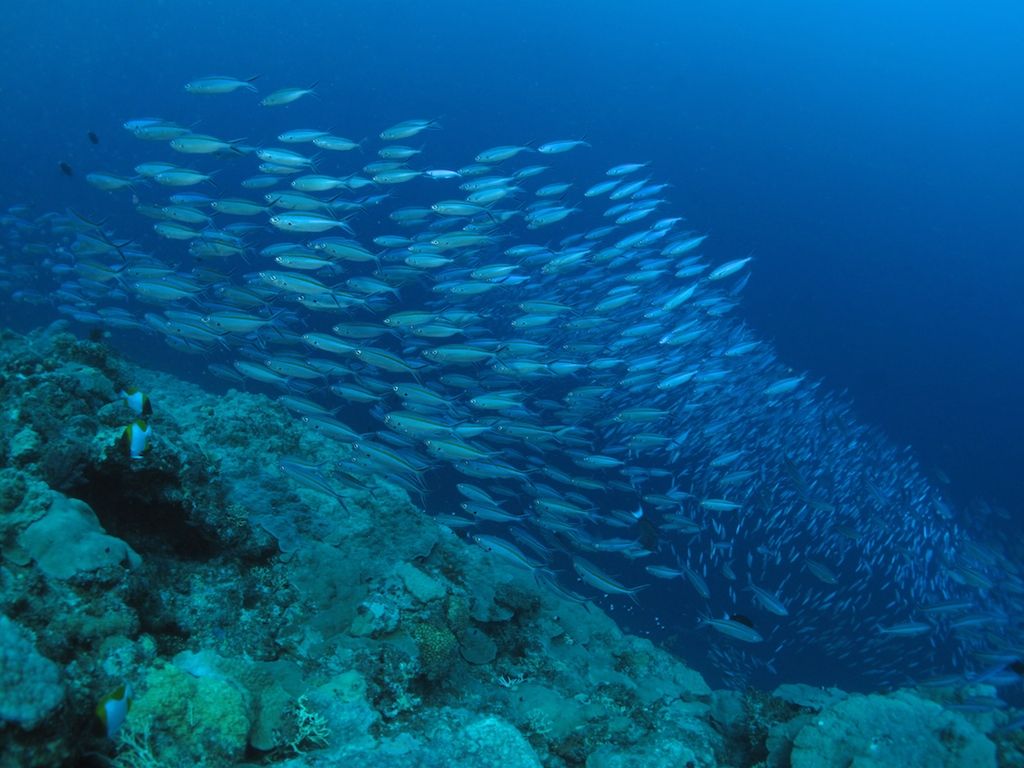 Les Jardins de corail avant le grand ch'nord IMG_3867_zps93349d3d