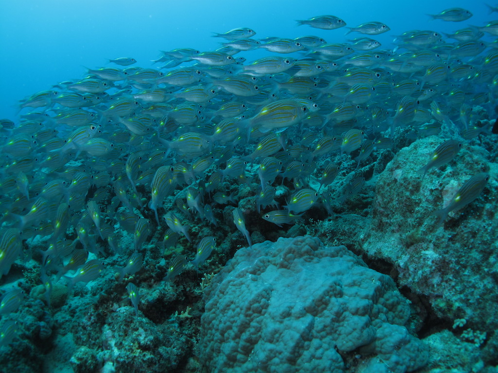 Les Jardins de corail avant le grand ch'nord IMG_3877_zps21c55dbc