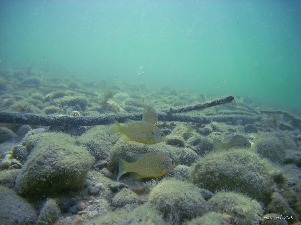 vostok - Vostok Albatros Miribel_2408_012s