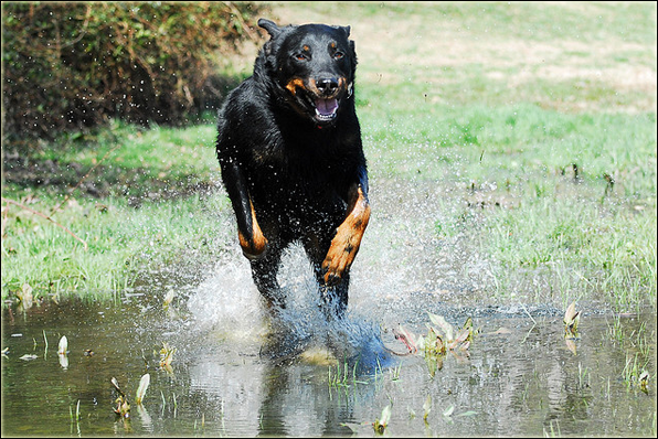 Naissances de Shadow' ♪♫ MakaAdultOK