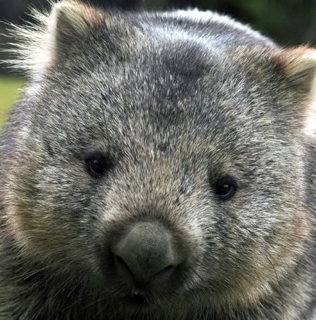 Obsequiale una imagen al de arriba  :D Wombat