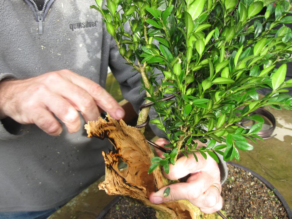 BUXUS WORKSHOP AT TONY'S (10-10-09) IMG_0785