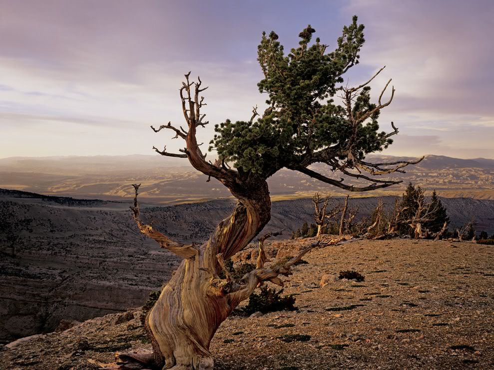 A really, really lonesome Pine, somewhere in Wyoming. NatGeoPine