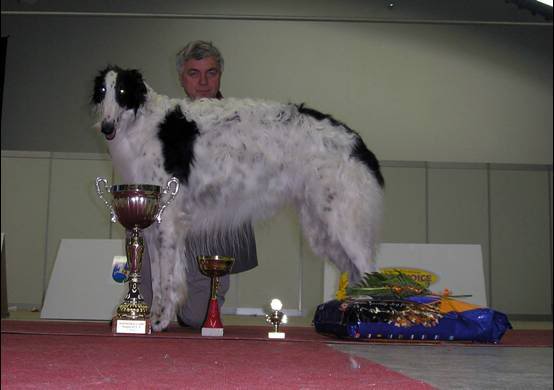 SANIVA BORZOI Odgajivacnica ruskih hrtova SANIVA S_slide0222_image852