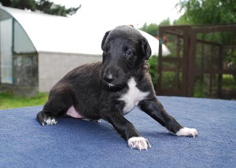 SANIVA BORZOI Odgajivacnica ruskih hrtova SANIVA Female_1_2