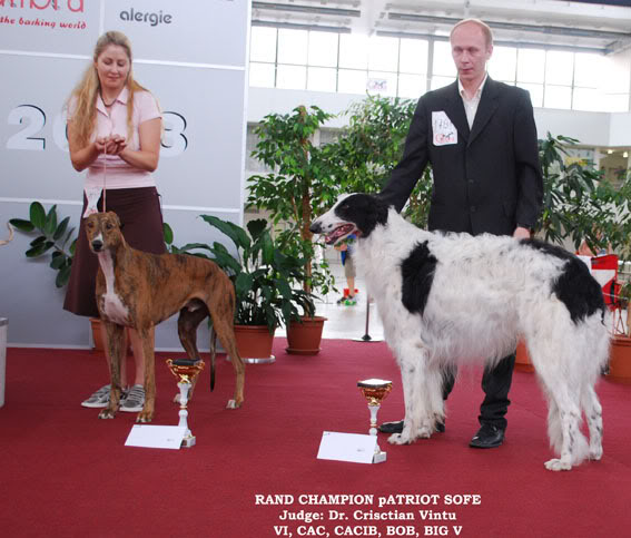 SANIVA BORZOI Odgajivacnica ruskih hrtova SANIVA Patriot_sofena_br08