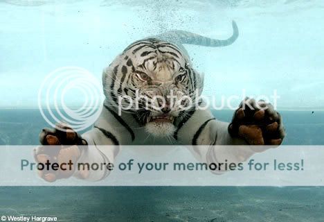 SHOW UR PETS... White-tiger-swimming