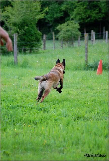 Petit chien de guerre 072-1