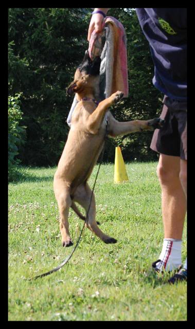 Des crocodiles pour juillet!!  malinois - Page 5 DSC_0574