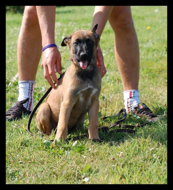 Des crocodiles pour juillet!!  malinois - Page 5 DSC_0599