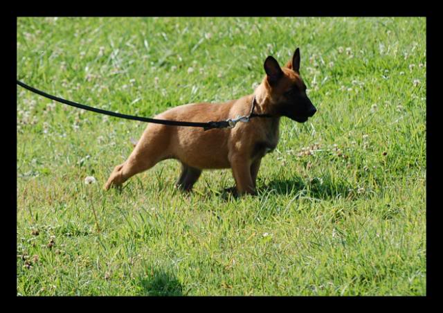 Des crocodiles pour juillet!!  malinois - Page 5 DSC_0610