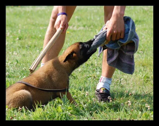 Des crocodiles pour juillet!!  malinois - Page 5 DSC_0660