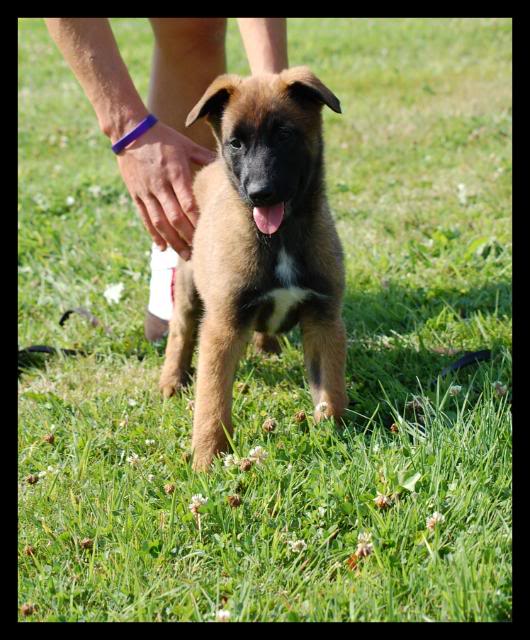 Des crocodiles pour juillet!!  malinois - Page 5 DSC_0673