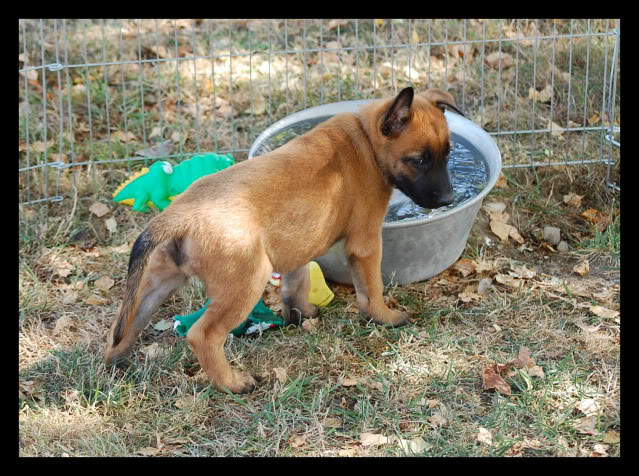 Des crocodiles pour juillet!!  malinois - Page 4 PENSION12