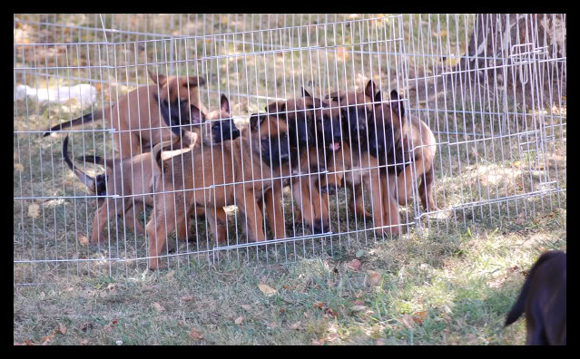 Des crocodiles pour juillet!!  malinois - Page 4 PENSION5