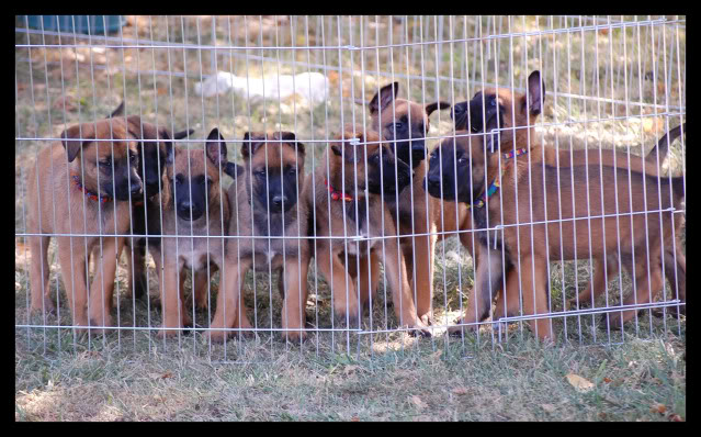 Des crocodiles pour juillet!!  malinois - Page 4 PENSION6