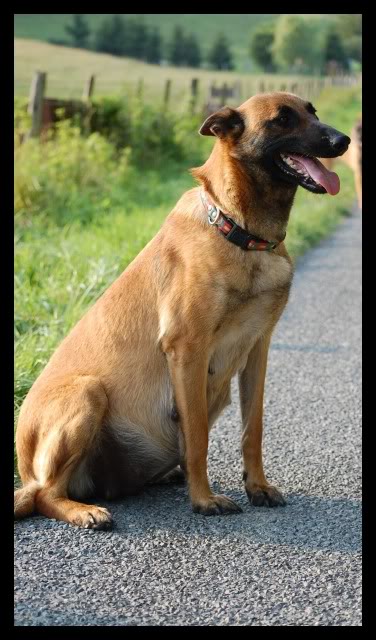 Des crocodiles pour juillet!!  malinois DSC_0005-1