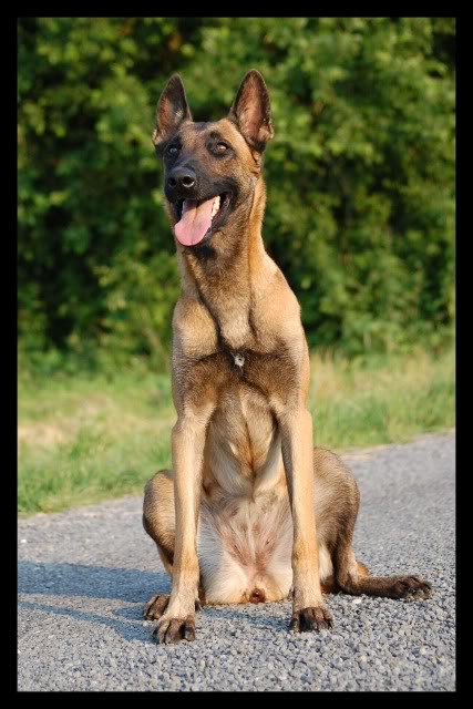 Malinoise 2ans [adoptée] DSC_0011-1