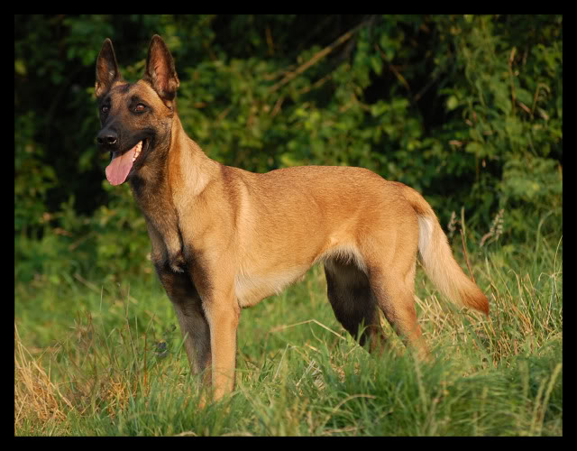 Malinoise 2ans [adoptée] DSC_0016-2